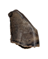 Dromaeosaur (Raptor) Tooth, Judith River Formation