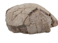 Stylemys (Tortoise), White River Group
