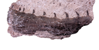 Tethysaurus Jaw with Teeth, Morocco