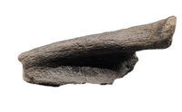 Hypacrosaurus Jaw Section, Two Medicine Formation