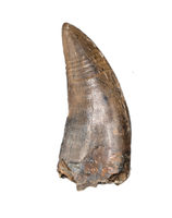 Tyrannosaur Tooth, Judith River Formation