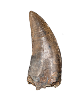 Tyrannosaur Tooth, Judith River Formation