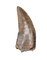 Tyrannosaur Tooth, Judith River Formation