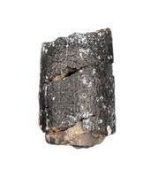 Diplodocus Tooth