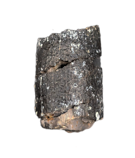 Diplodocus Tooth