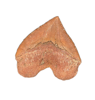 Squalicorax (Shark Tooth)