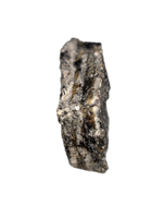 Stegosaurus Plate Section, Morrison Formation