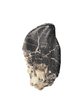 Camarasaurus Tooth