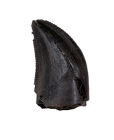Tyrannosaur Tooth, Judith River Formation