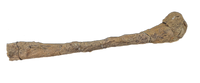 Edmontosaurus Fibula