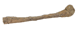 Edmontosaurus Fibula