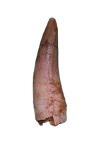 Spinosaurus Tooth