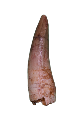 Spinosaurus Tooth