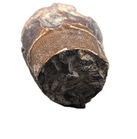 Ceratosuchus/Riparovenator (Baryonyx) Tooth, England, Early Cretaceous