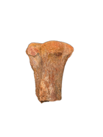 Spinosaurus Metatarsal