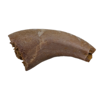 Theropod Dinosaur Hand Claw, Kem Kem