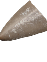 Postosuchus? (Rauisuchid) Tooth, Chinle Formation