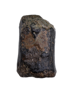 Sauropod (Long Neck) Tail Vertebra, El Mers III Formation