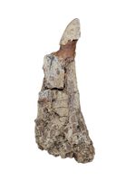 Large Tyrannosaur Tooth, Judith River Formation