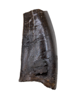 Tyrannosaur Tooth, Two Medicine Formation