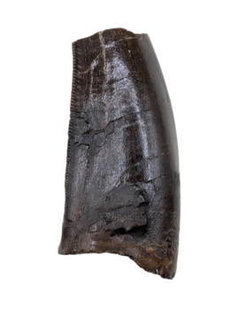 Tyrannosaur Tooth, Two Medicine Formation