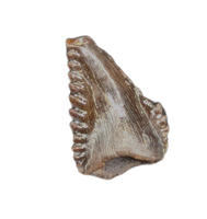 Troodon Tooth from the Hell Creek Formation