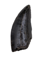 Tyrannosaur Tooth, Two Medicine Formation