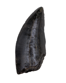 Tyrannosaur Tooth, Two Medicine Formation