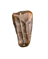 Levnesovia Tooth, Early Hadrosaur, Bissekty Formation, Uzbekistan