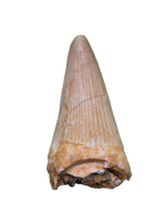 Platecarpus Tooth, Morocco (Mosasaur)
