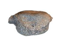 Stegosaurus Vertebrae, Morrison Formation