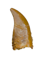 Noasaurid Pre Maxilla Tooth, Kem Kem