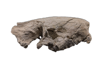 Oreodont skull, Mammal Fossil