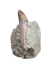 Rooted Crocodile Tooth, El Mers Formation