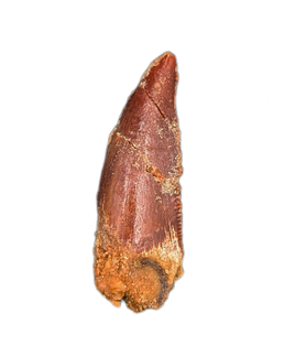 Unknown Theropod Tooth, Bissekty Formation, Uzbekistan