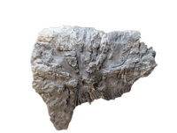 Phytosaur Armor Scute, Chinle Formation