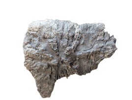 Phytosaur Armor Scute, Chinle Formation