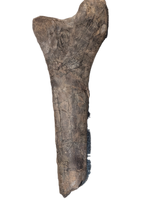 Hypacrosaurus Tibia, Two Medicine Formation
