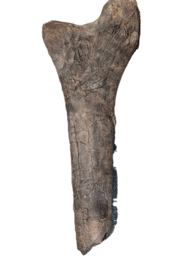 Hypacrosaurus Tibia, Two Medicine Formation