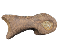 Dakotaraptor/Acheroraptor Toe