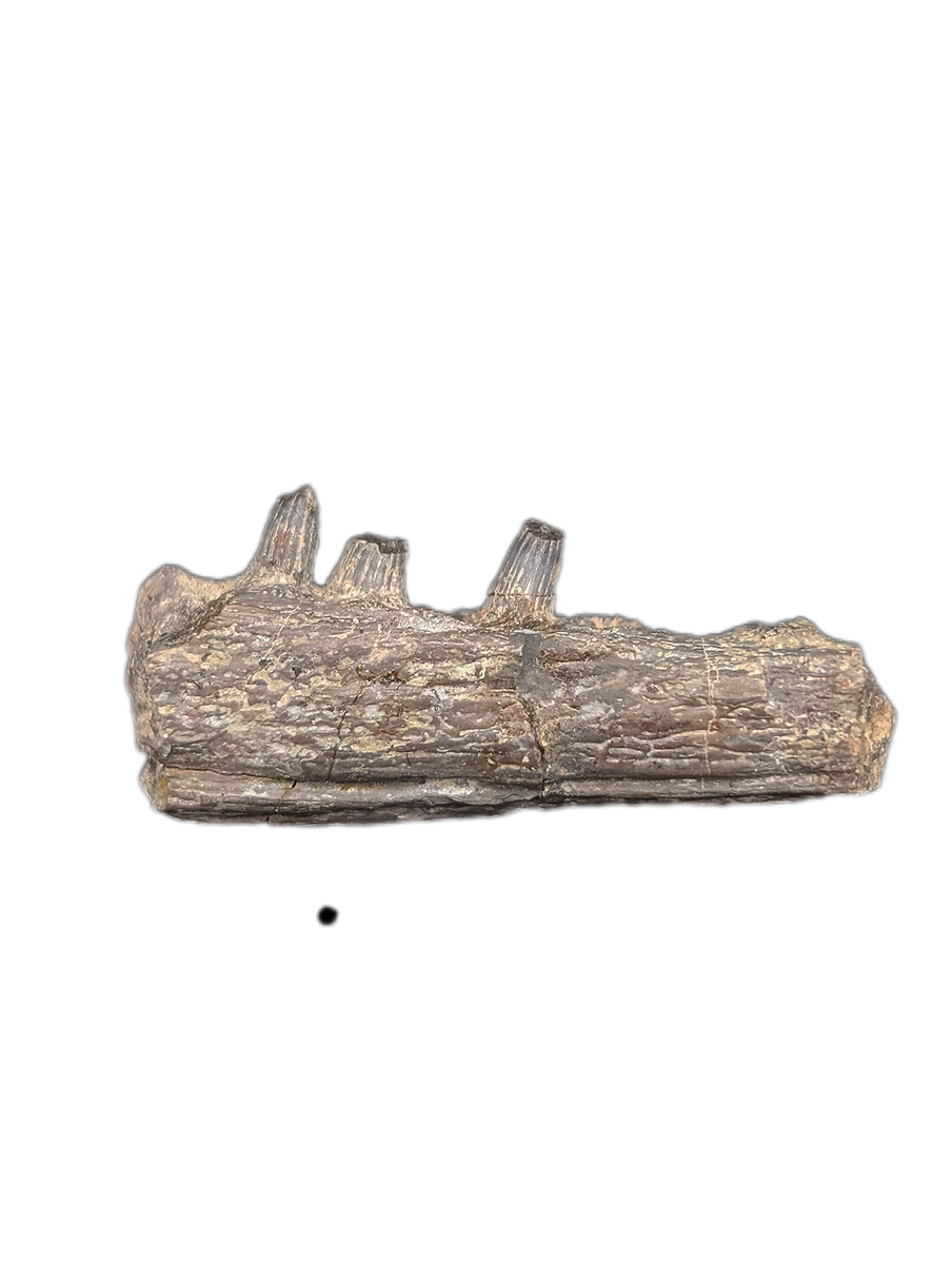 Metoposaurus Jaw Section, Chinle Formation| The Daily Rex