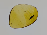 Amber with a leaf from Burma. Middle Cretaceous, 99 Million Years Old