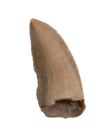 Majungasaurus Pre-Max Tooth