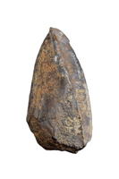 Parasaurolophus Tooth, Judith River Formation