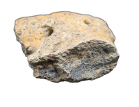 Ankylosaur Armor Scute, Hell Creek Formation