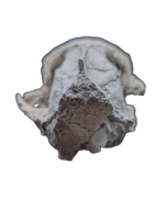 Oreodont skull, Mammal Fossil