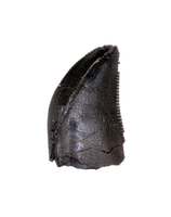 Tyrannosaur Tooth, Judith River Formation