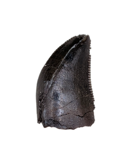 Tyrannosaur Tooth, Judith River Formation
