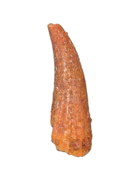 Pterosaur tooth, Morocco