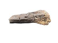 Diplodocus Caudal Vertebra
